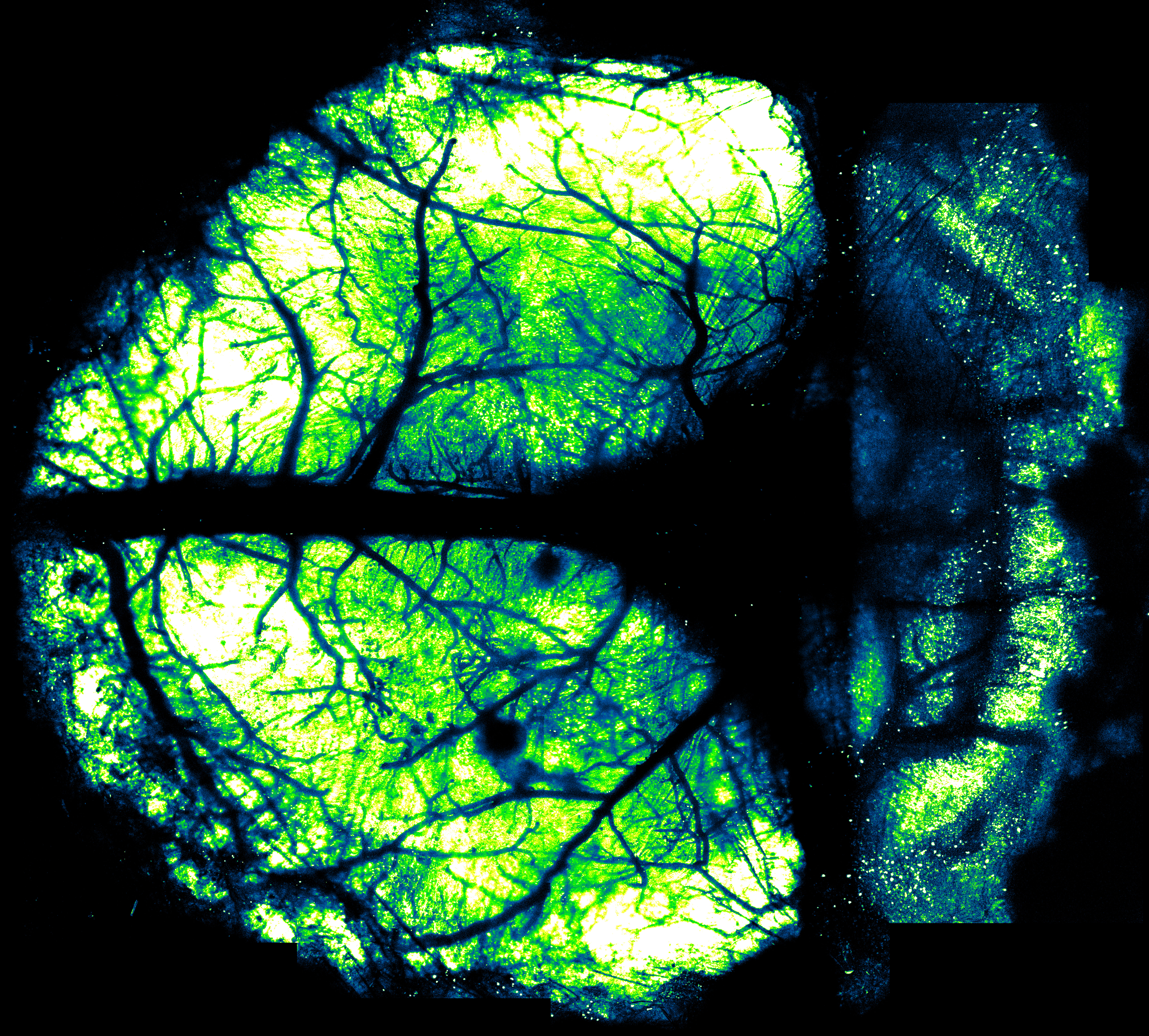 高分子ナノ薄膜を活用した観察窓による生きた脳の超広範囲イメージング〜大脳皮質から小脳まで〜