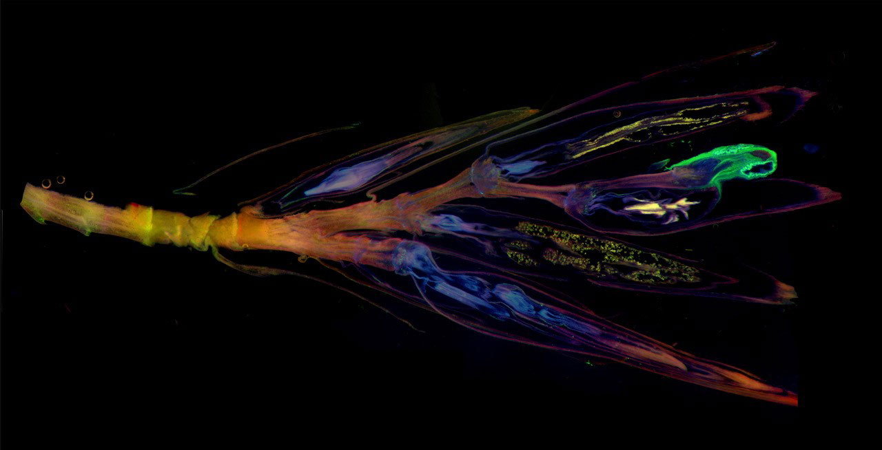 タケ類てんぐ巣病菌に寄生されたハチクの花芽