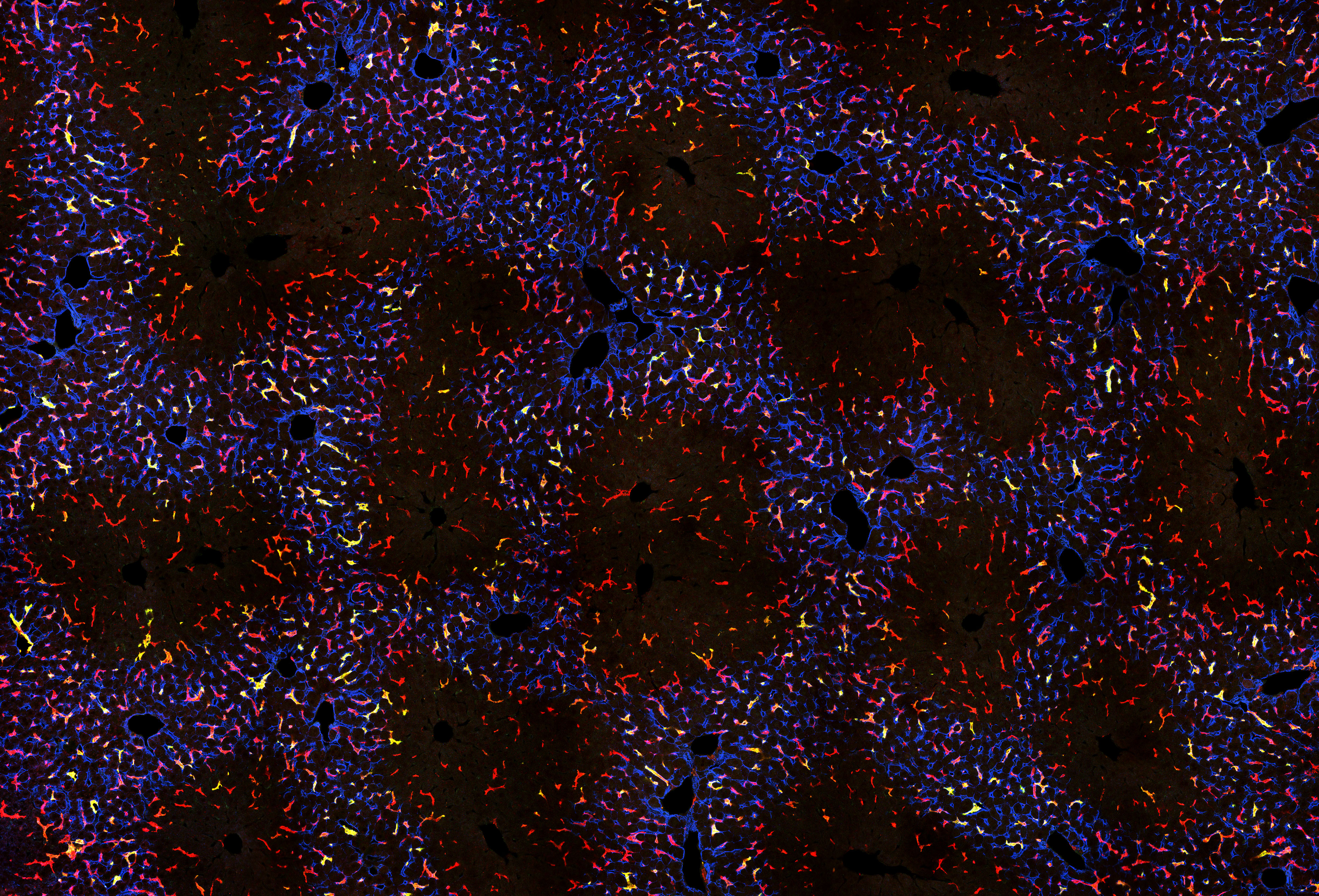 生体イメージングが明かす体内免疫システムの空間不均一性とその意義