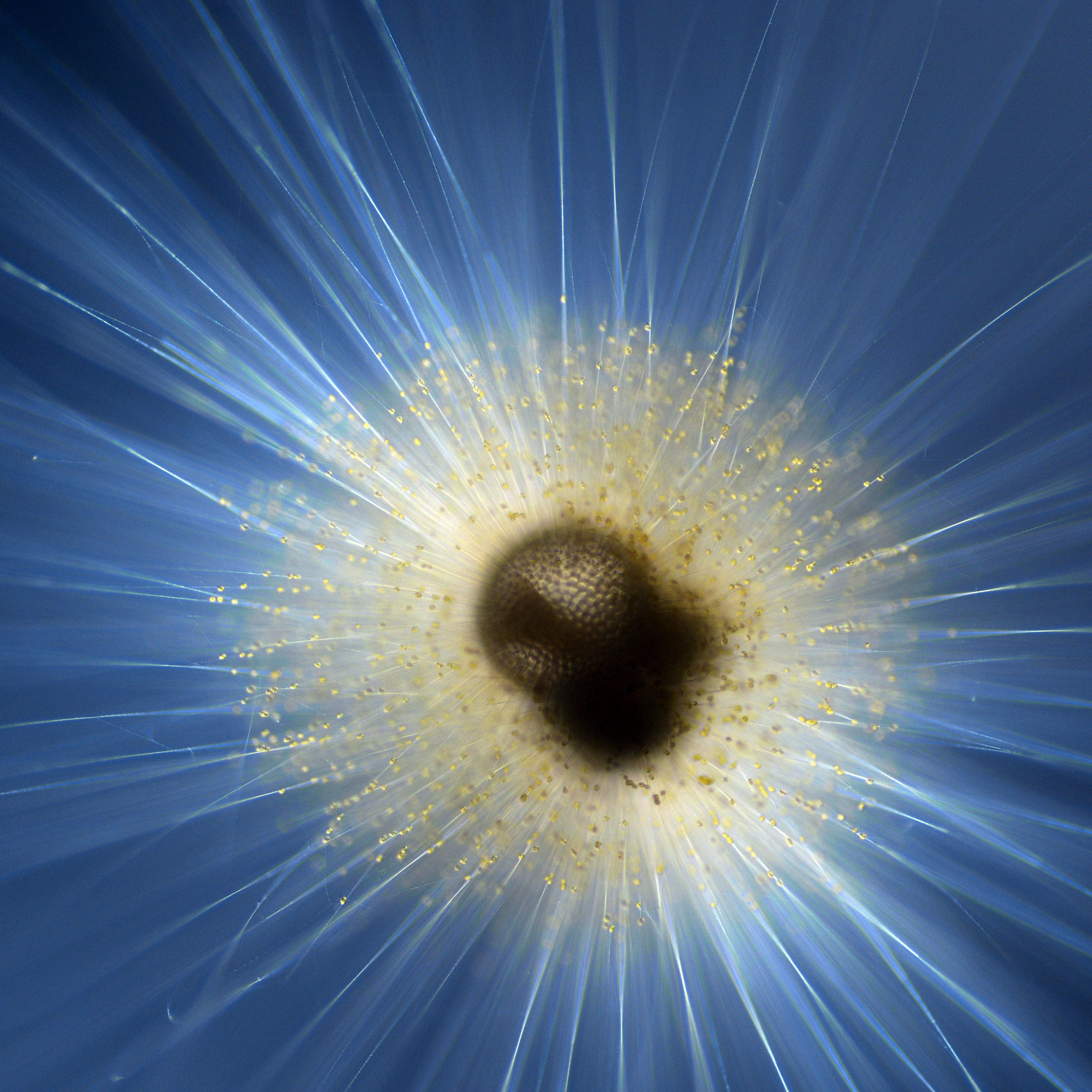 光共生：海に漂う小さな生命システム