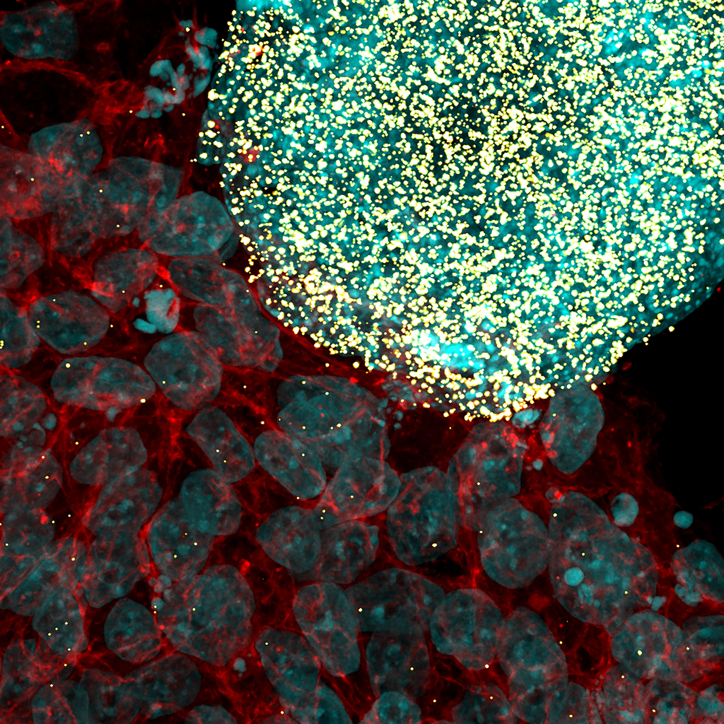 mRNAの細胞間伝搬による多能性幹細胞のリプログラミング